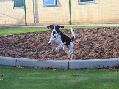 Lenny | Schnauzer Cross | Manchester - 5
