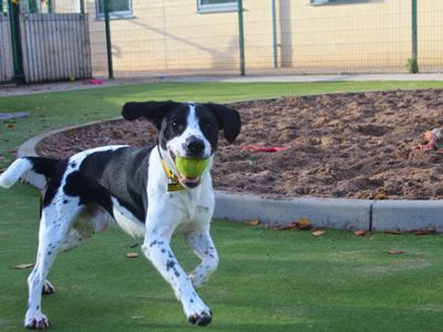 Lenny | Schnauzer Cross | Manchester - 3