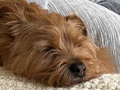 Max | Terrier (Jack Russell) Cross | Manchester - 3