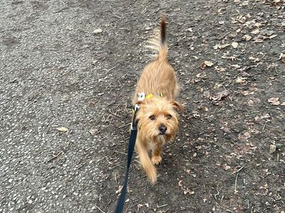 Max | Terrier (Jack Russell) Cross | Manchester - 5