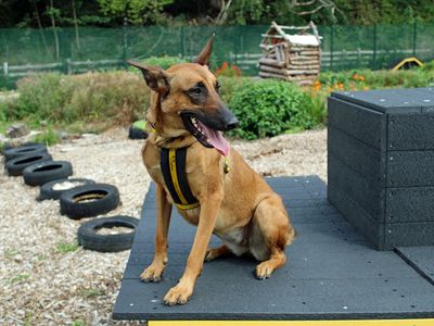 Zula | Belgian Shepherd Dog (Malinois) | Merseyside (Liverpool) - 2
