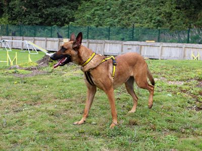 Zula | Belgian Shepherd Dog (Malinois) | Merseyside (Liverpool) - 3