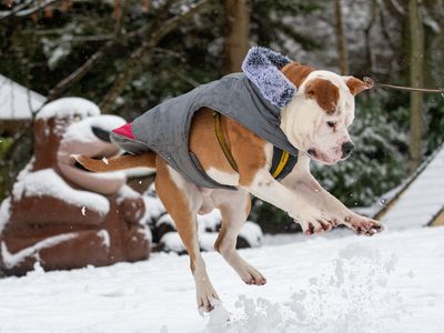 Toby | Bulldog Cross | Merseyside (Liverpool) - 2