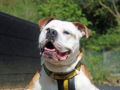Toby | Bulldog Cross | Merseyside (Liverpool) - 4