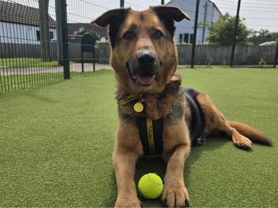 Maximilian | German Shepherd Dog | Shrewsbury (Shropshire) - 2