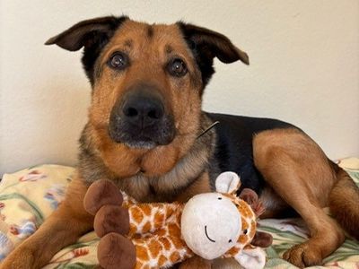 Maximilian | German Shepherd Dog | Shrewsbury (Shropshire) - 4
