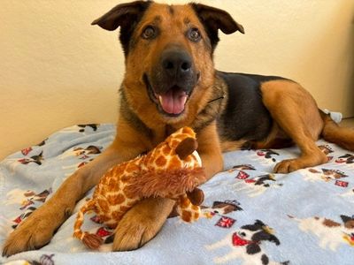 Maximilian | German Shepherd Dog | Shrewsbury (Shropshire) - 4