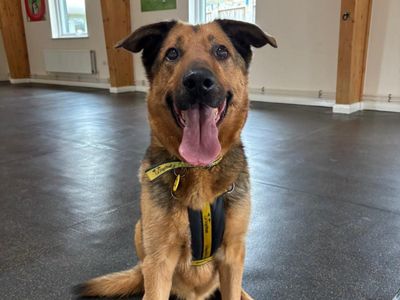 Maximilian | German Shepherd Dog | Shrewsbury (Shropshire) - 2