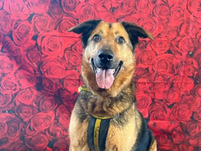 Maximilian | German Shepherd Dog | Shrewsbury (Shropshire) - 2