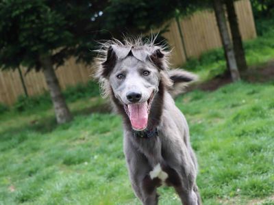 Albie | Saluki | Darlington - 1