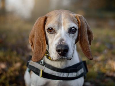 Maurice | Beagle | Kenilworth (West Midlands) - 2