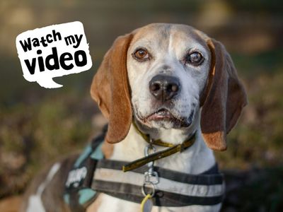 Maurice | Beagle | Kenilworth (West Midlands) - 4