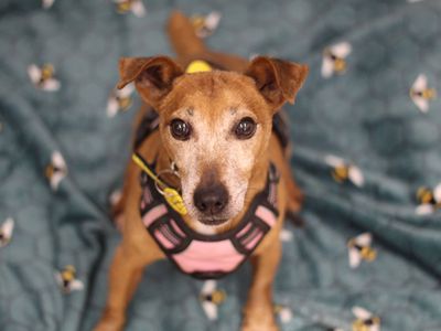 Patsy | Terrier (Jack Russell) | Glasgow - 4