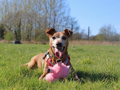 Patsy | Terrier (Jack Russell) | Glasgow - 2
