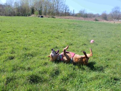 Patsy | Terrier (Jack Russell) | Glasgow - 4