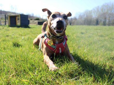 Patsy | Terrier (Jack Russell) | Glasgow - 2