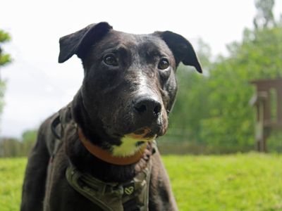 Angus, a 7 years old male Lurcher available for adoption from Dogs Trust in Merseyside