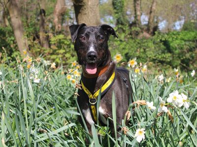 Angus | Lurcher | Merseyside (Liverpool) - 2