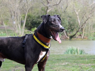 Angus | Lurcher | Merseyside (Liverpool) - 4