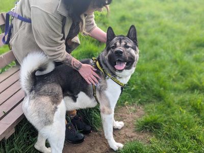 Bucky | American Akita | Loughborough - 3