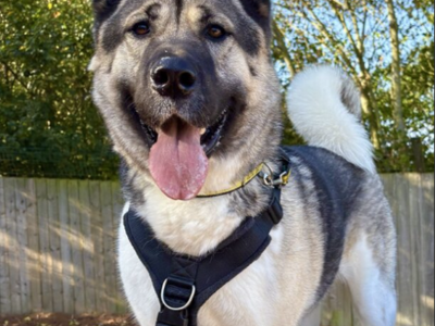 Bucky | American Akita | Loughborough - 5