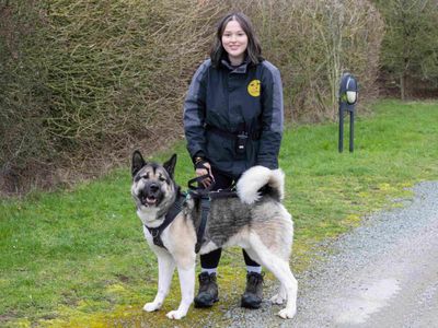 Bucky, a 3 years old male Akita available for adoption from Dogs Trust in Leicestershire