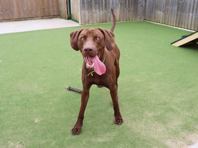 Ralfie | Weimaraner Cross | Darlington - 3