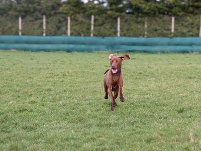 Ralfie | Weimaraner Cross | Darlington - 2