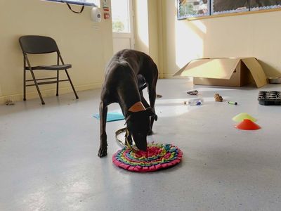 Panda | Lurcher | Darlington - 5