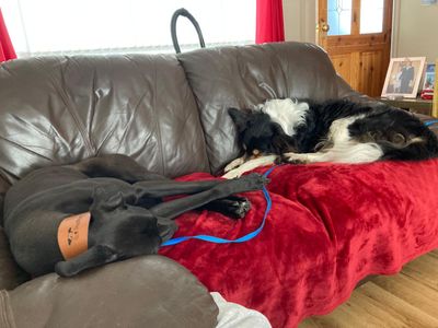 Panda | Lurcher | Darlington - 3