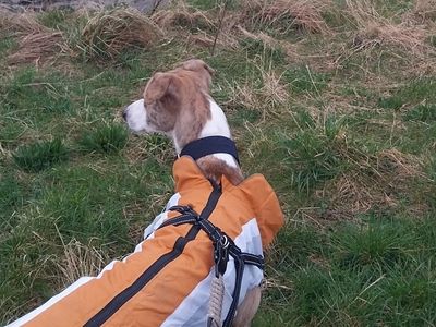 Logan Longlegs | Lurcher | West Calder (Edinburgh) - 4