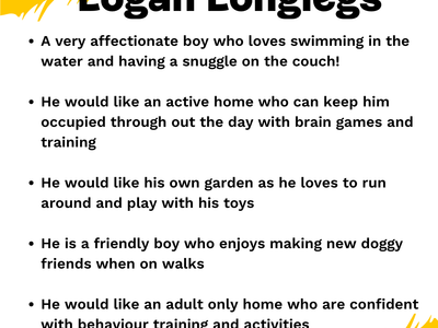 Logan Longlegs | Lurcher | West Calder (Edinburgh) - 2