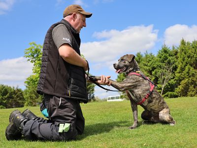 Tequila | Terrier (Staffordshire Bull) Cross | Leeds - 5
