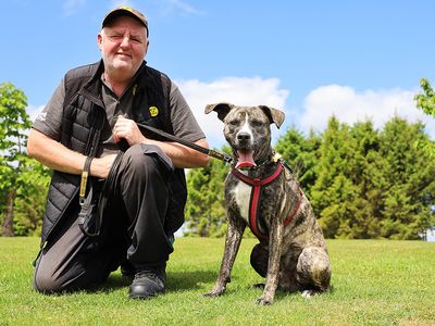 Tequila | Terrier (Staffordshire Bull) Cross | Leeds - 3