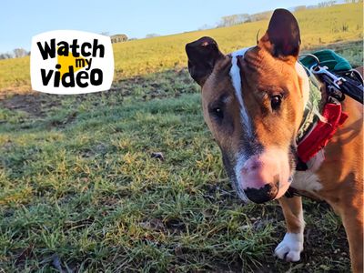 Reggie | Terrier (Miniature Bull) | Salisbury (Wiltshire) - 1