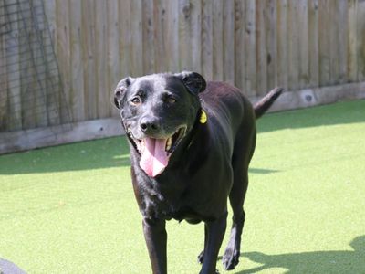 Mylo | Retriever (Labrador) Cross | Glasgow - 3