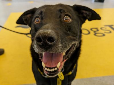 Mylo | Retriever (Labrador) Cross | Glasgow - 2