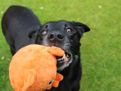 Mylo | Retriever (Labrador) Cross | Glasgow - 5