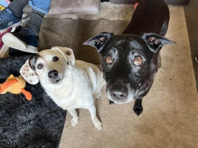 Mylo | Retriever (Labrador) Cross | Glasgow - 3