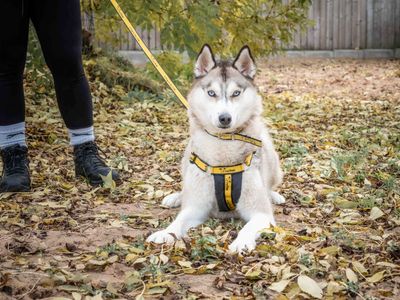 Hunter | Siberian Husky | Loughborough - 5