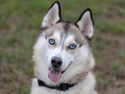 Hunter, a 4 years old male Siberian Husky available for adoption from Dogs Trust in Loughborough, Leicestershire