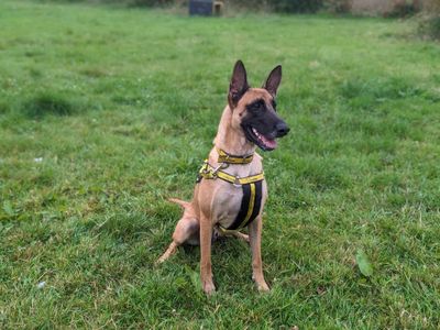 Mila | Crossbreed | Bridgend (Wales) - 2
