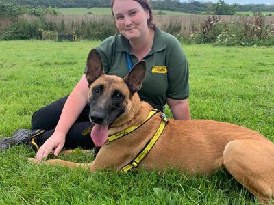 Mila | Crossbreed | Bridgend (Wales) - 4