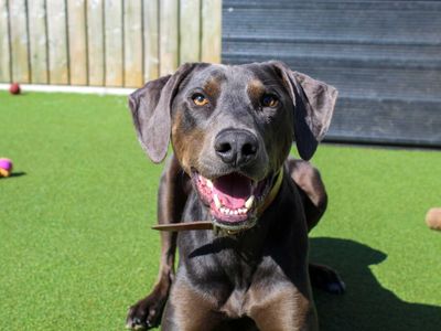 Norman — Dobermann Cross