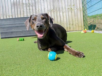 Norman | Dobermann Cross | Darlington - 5