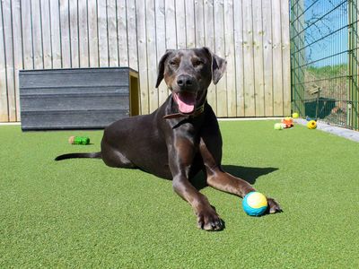 Norman | Dobermann Cross | Darlington - 3