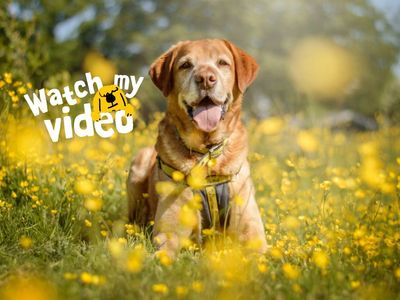 Mack | Retriever (Labrador) | Kenilworth (West Midlands) - 2