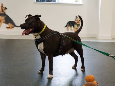 Octavia | Terrier (Staffordshire Bull) | Evesham (Worcestershire) - 2