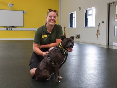 Octavia | Terrier (Staffordshire Bull) | Evesham (Worcestershire) - 3