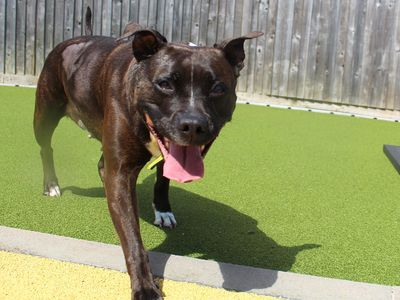 Octavia | Terrier (Staffordshire Bull) | Evesham (Worcestershire) - 3
